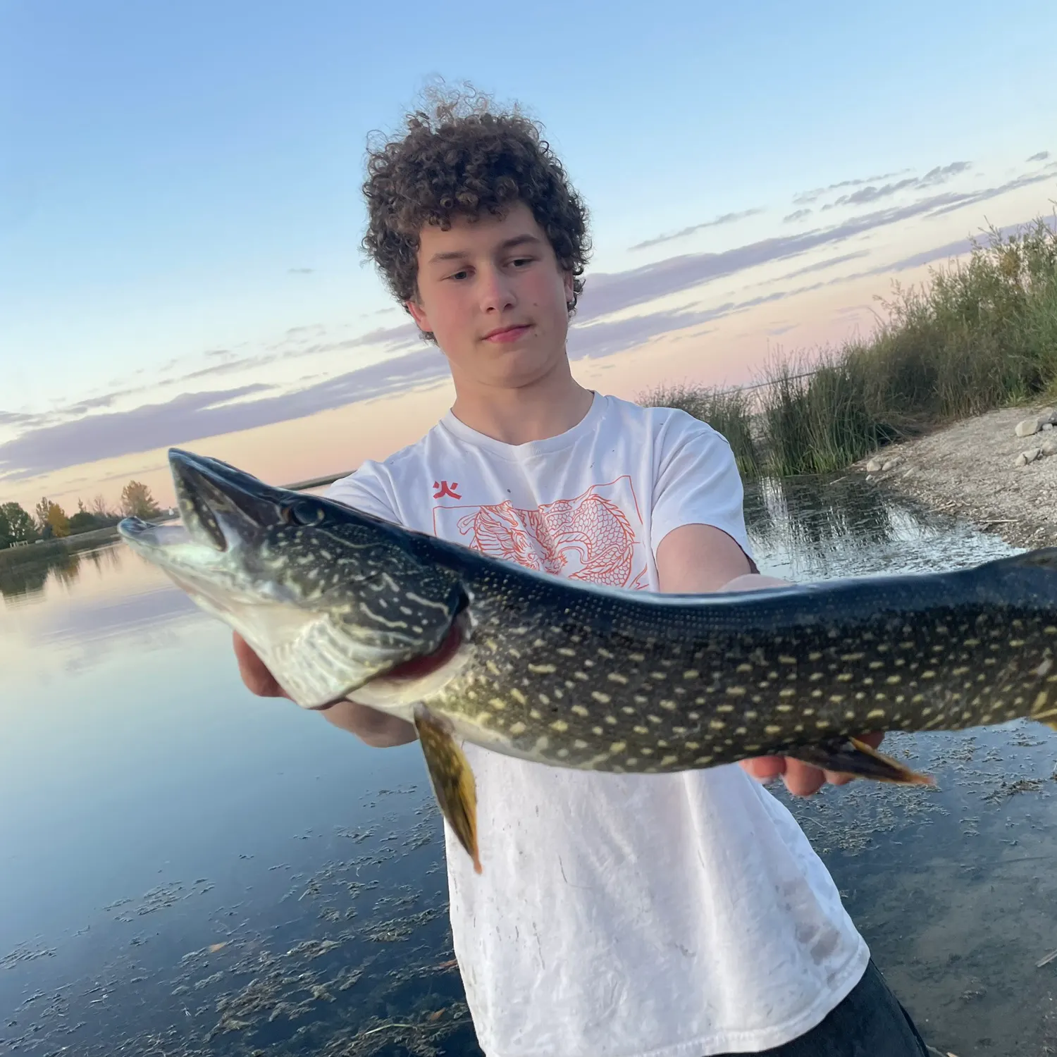 Northern pike caught on Fishbrain