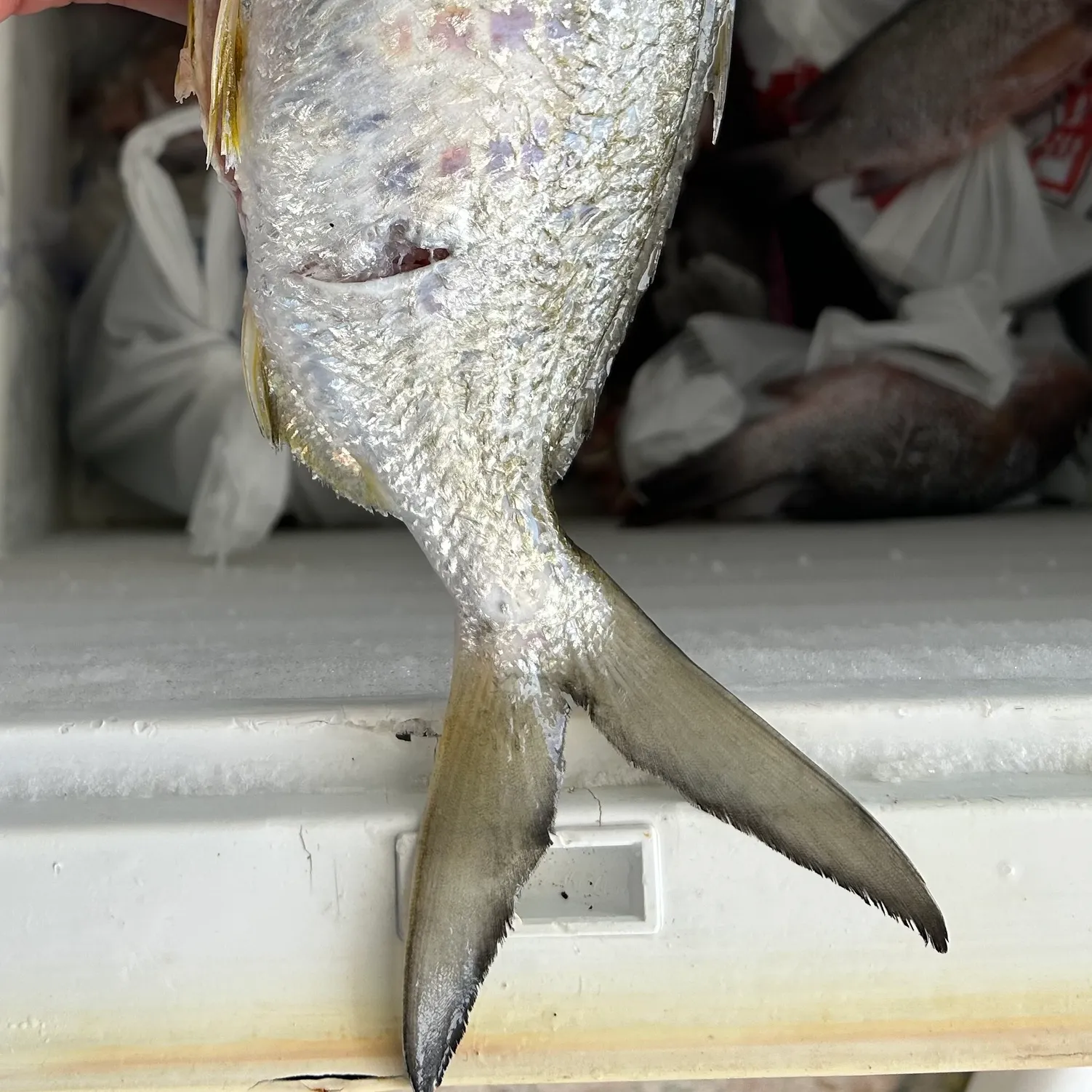 The most recent Yellowfin mojarra catches on Fishbrain