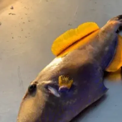 The most recent Black reef leatherjacket catches on Fishbrain