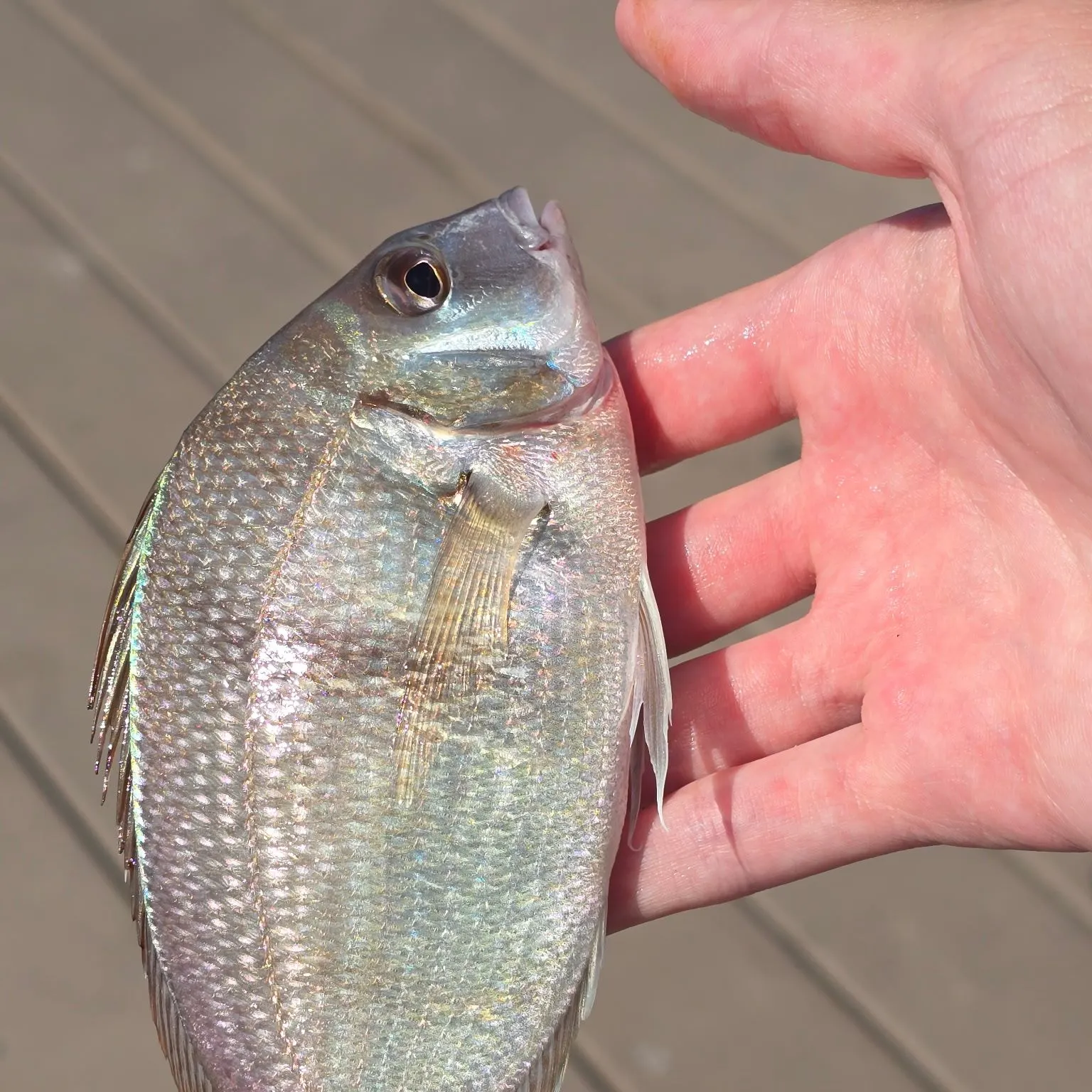 Scup caught on Fishbrain