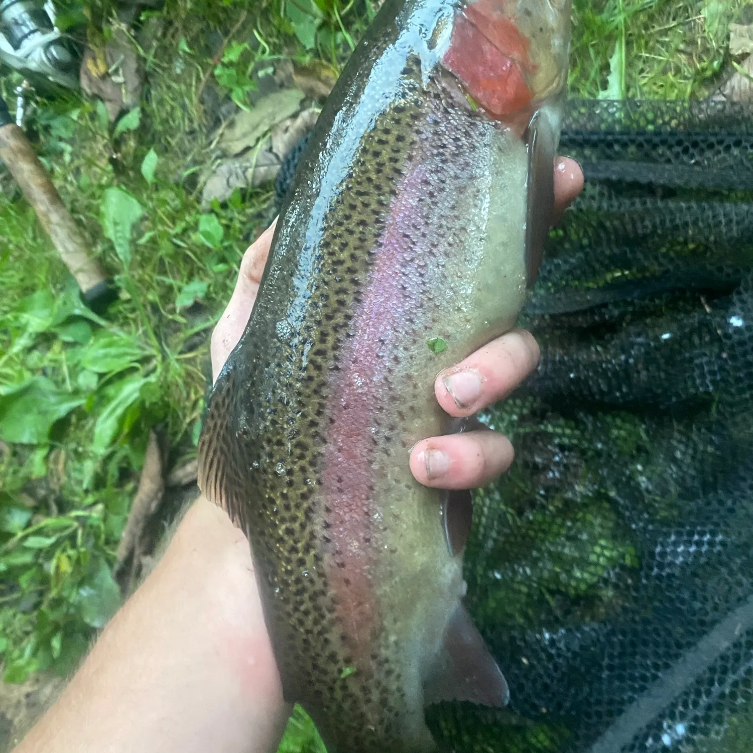 Rainbow trout caught on Fishbrain