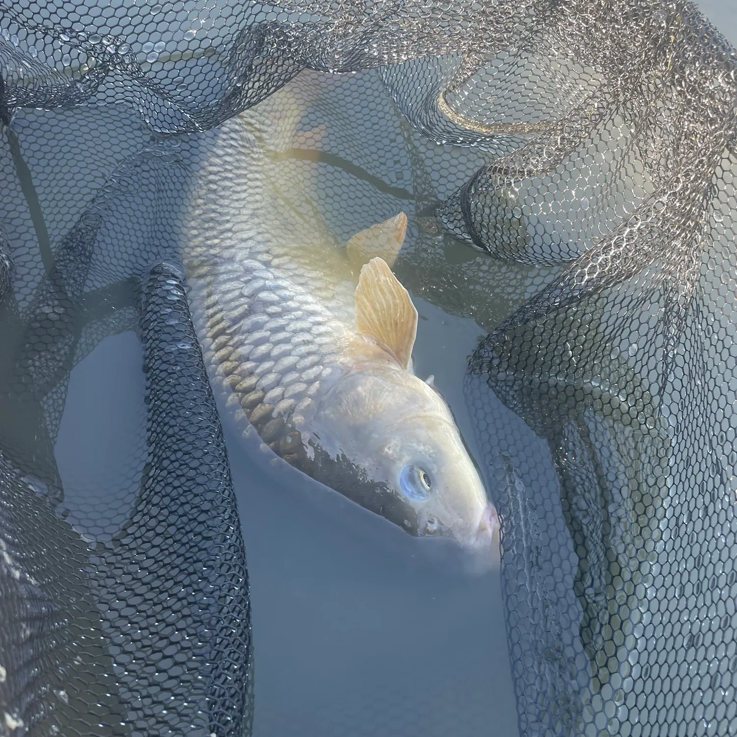Common carp caught on Fishbrain