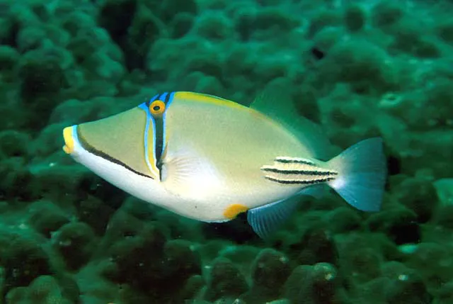 Picasso triggerfish