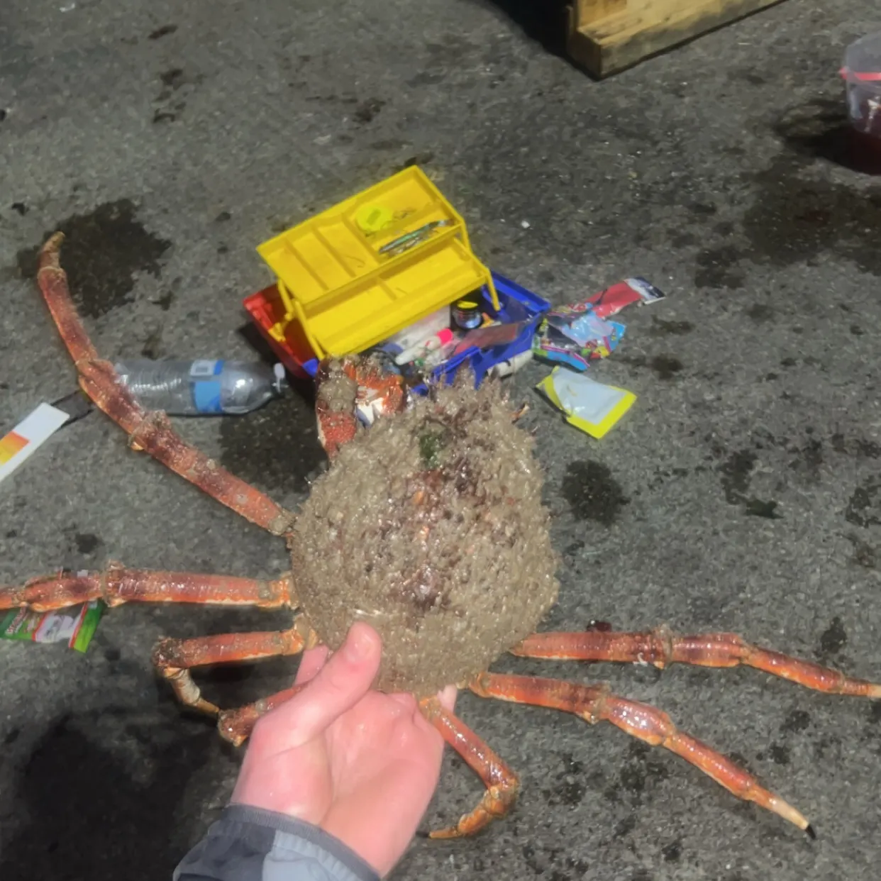 The most recent European spider crab catches on Fishbrain
