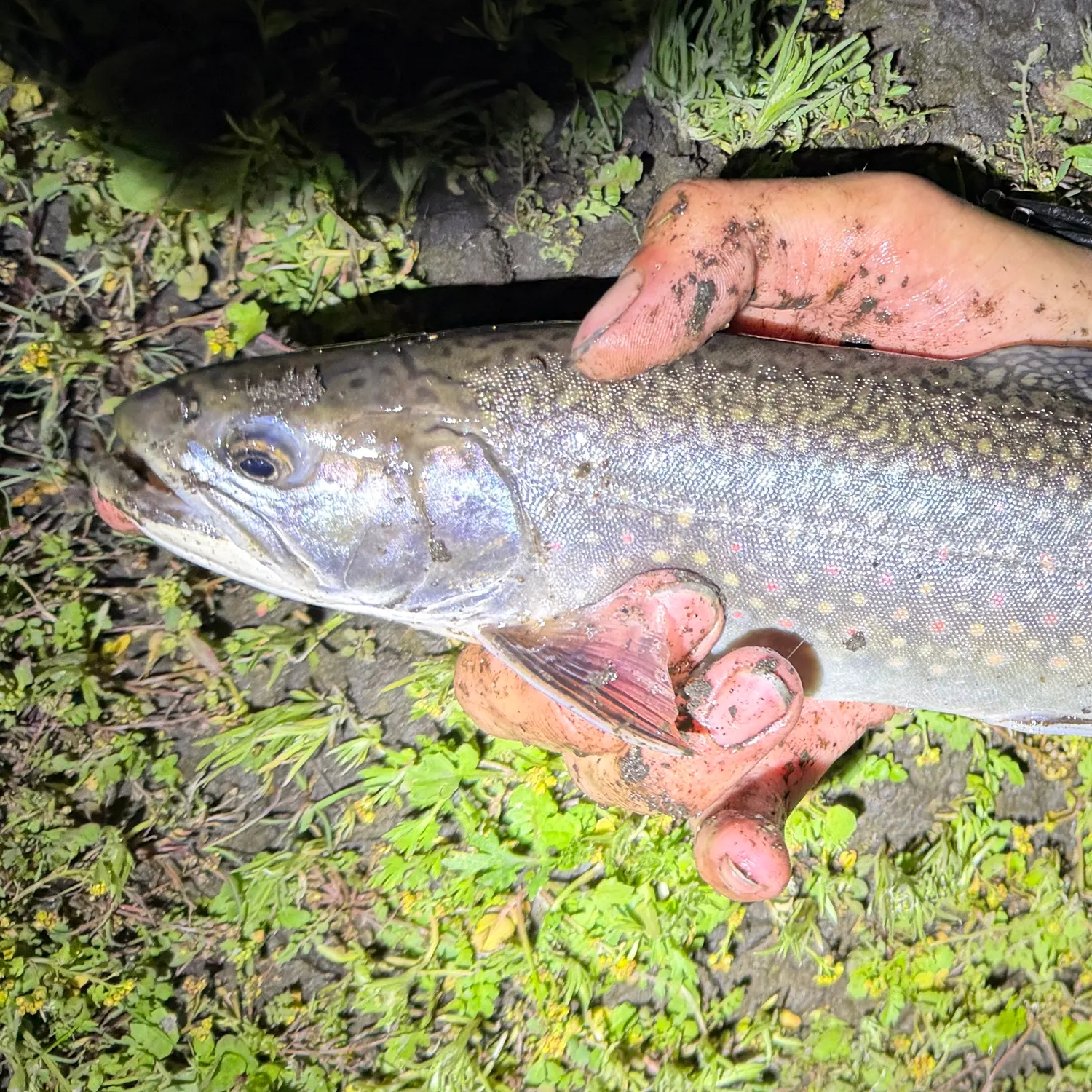Brook trout caught on Fishbrain