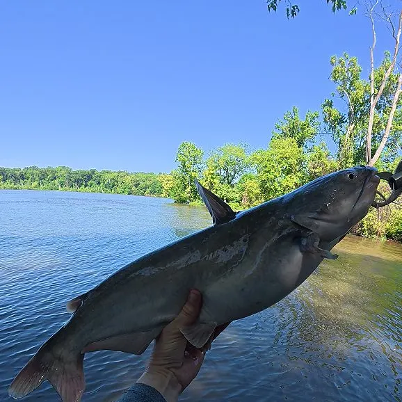 Blue catfish caught on Fishbrain