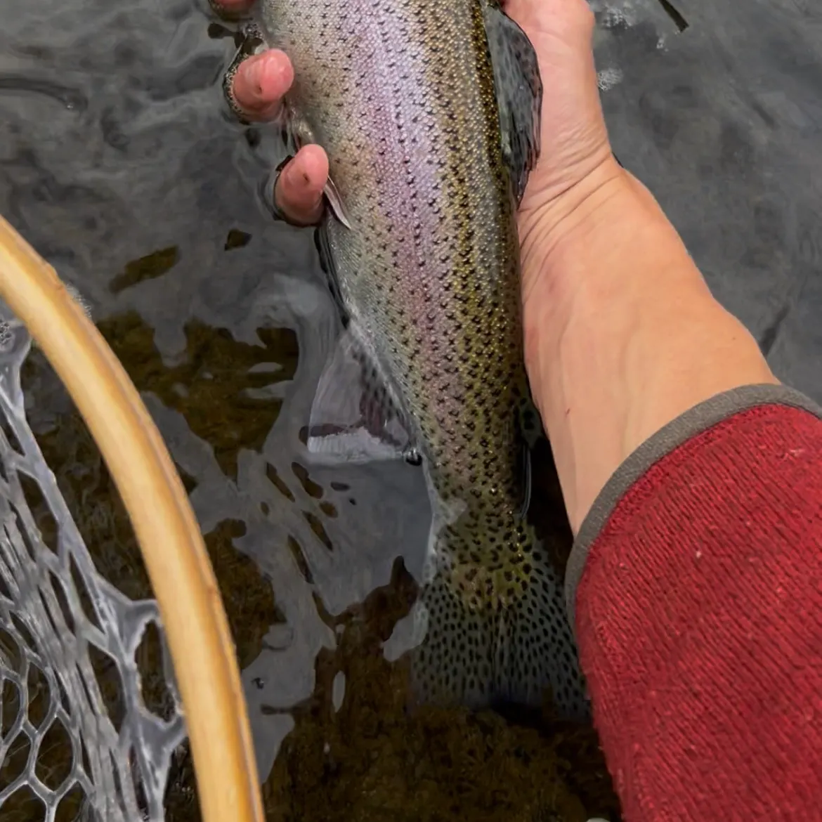 Rainbow trout caught on Fishbrain