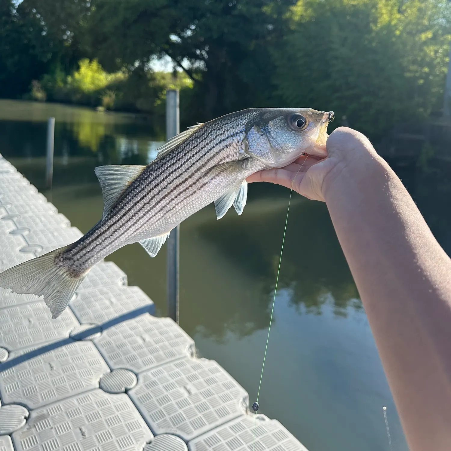 The most recent Striped bass catches on Fishbrain