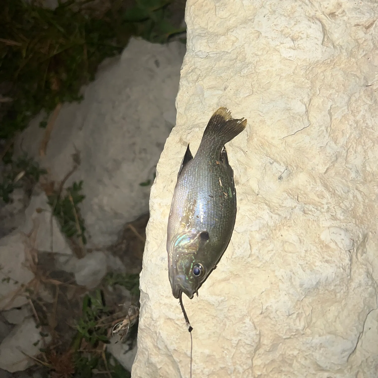 Bluegill caught on Fishbrain