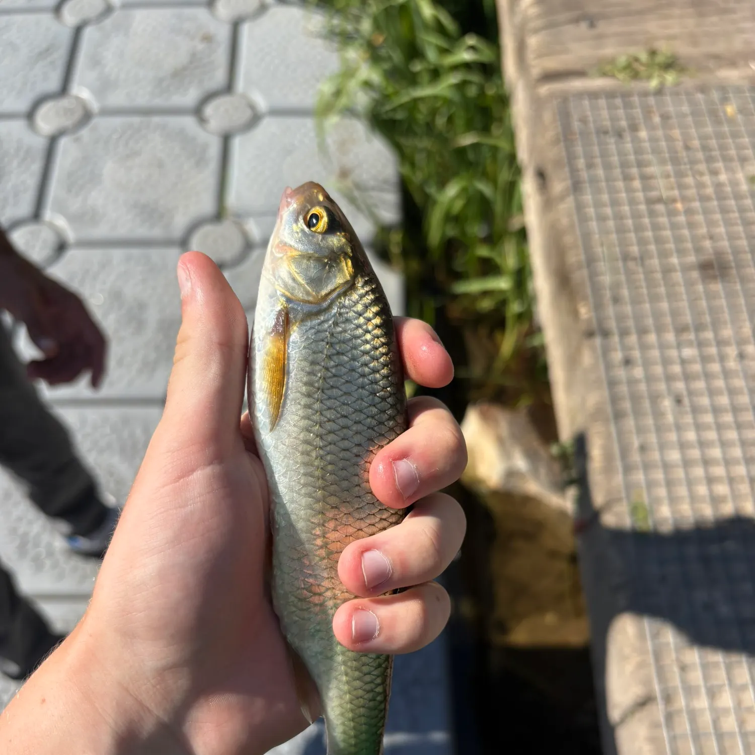 The most recent Common dace catches on Fishbrain