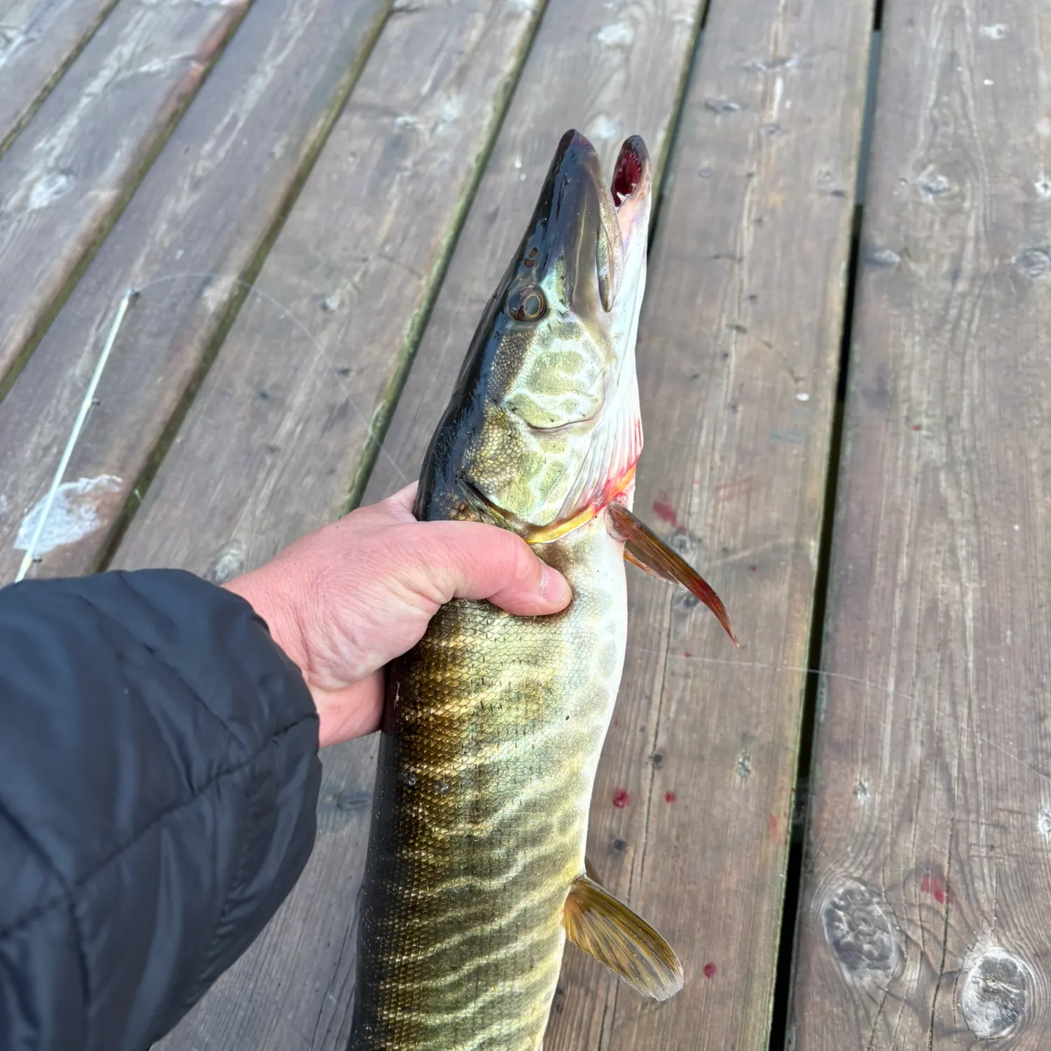 Muskie caught on Fishbrain