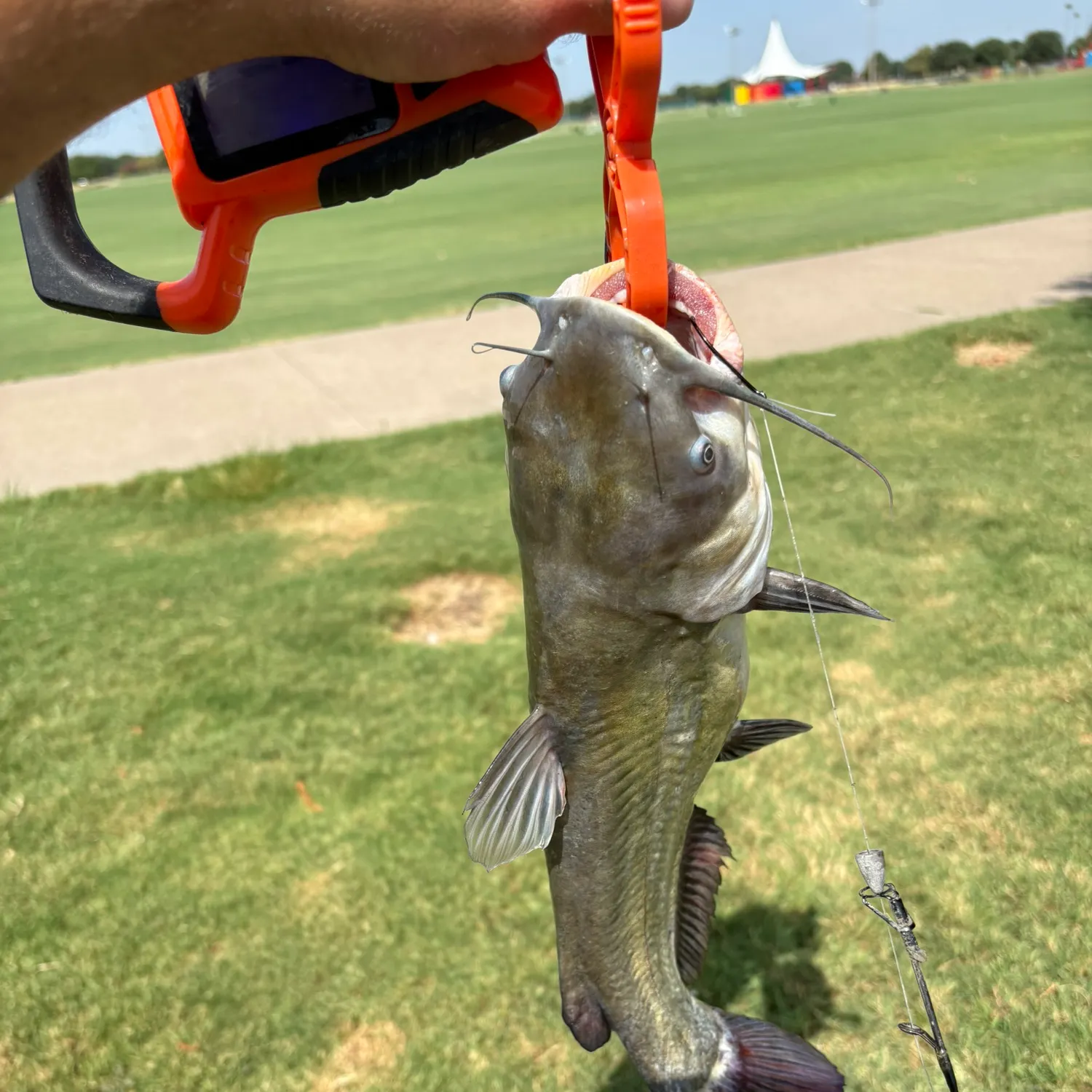Channel catfish caught on Fishbrain