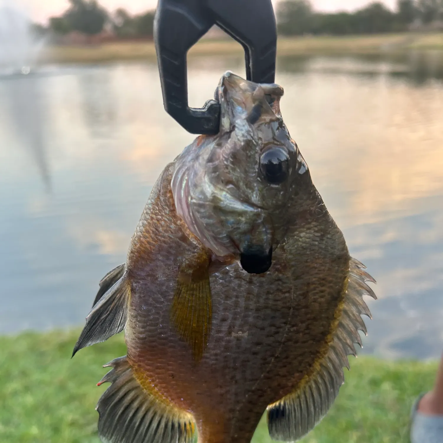 Bluegill caught on Fishbrain