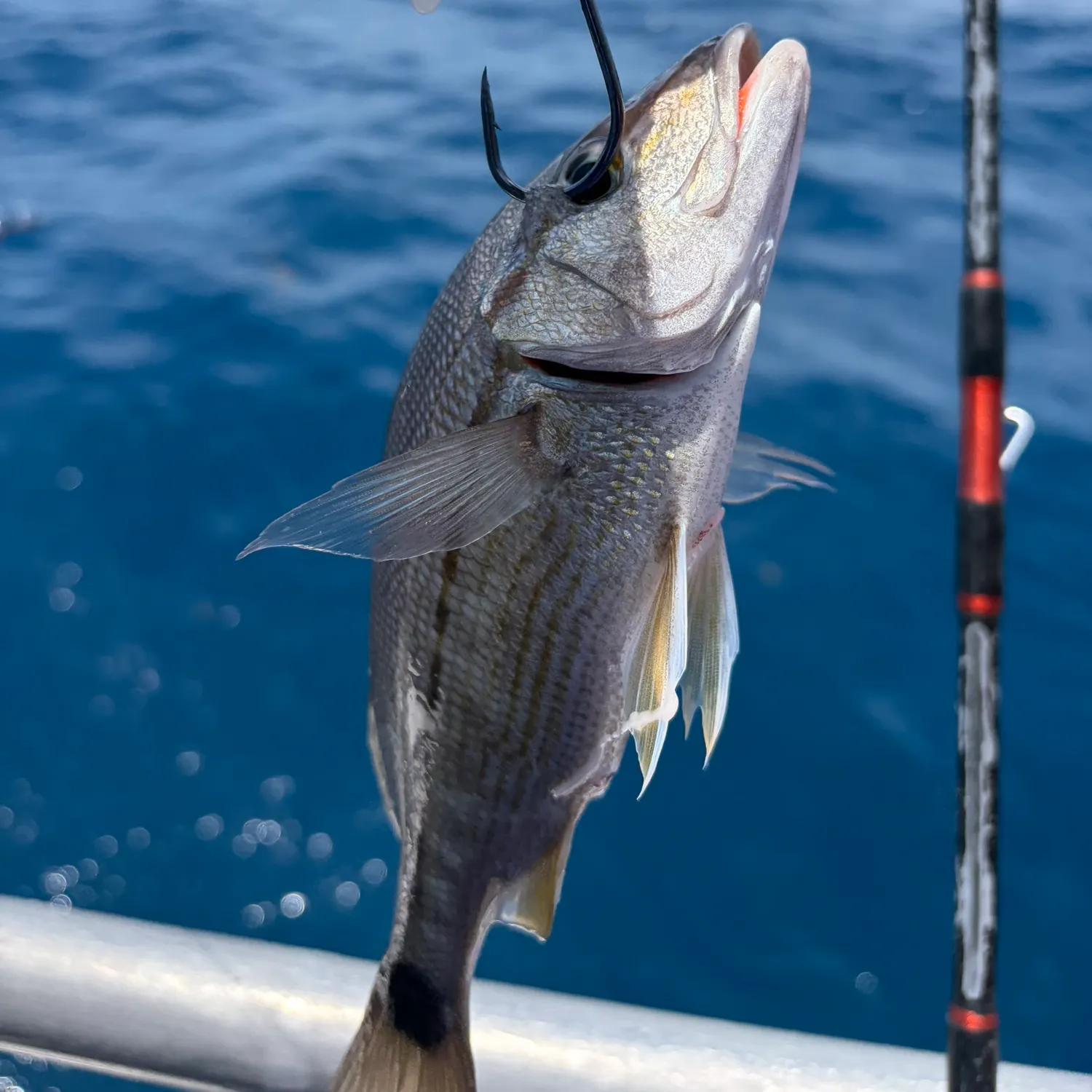 The most recent Tomtate grunt catches on Fishbrain