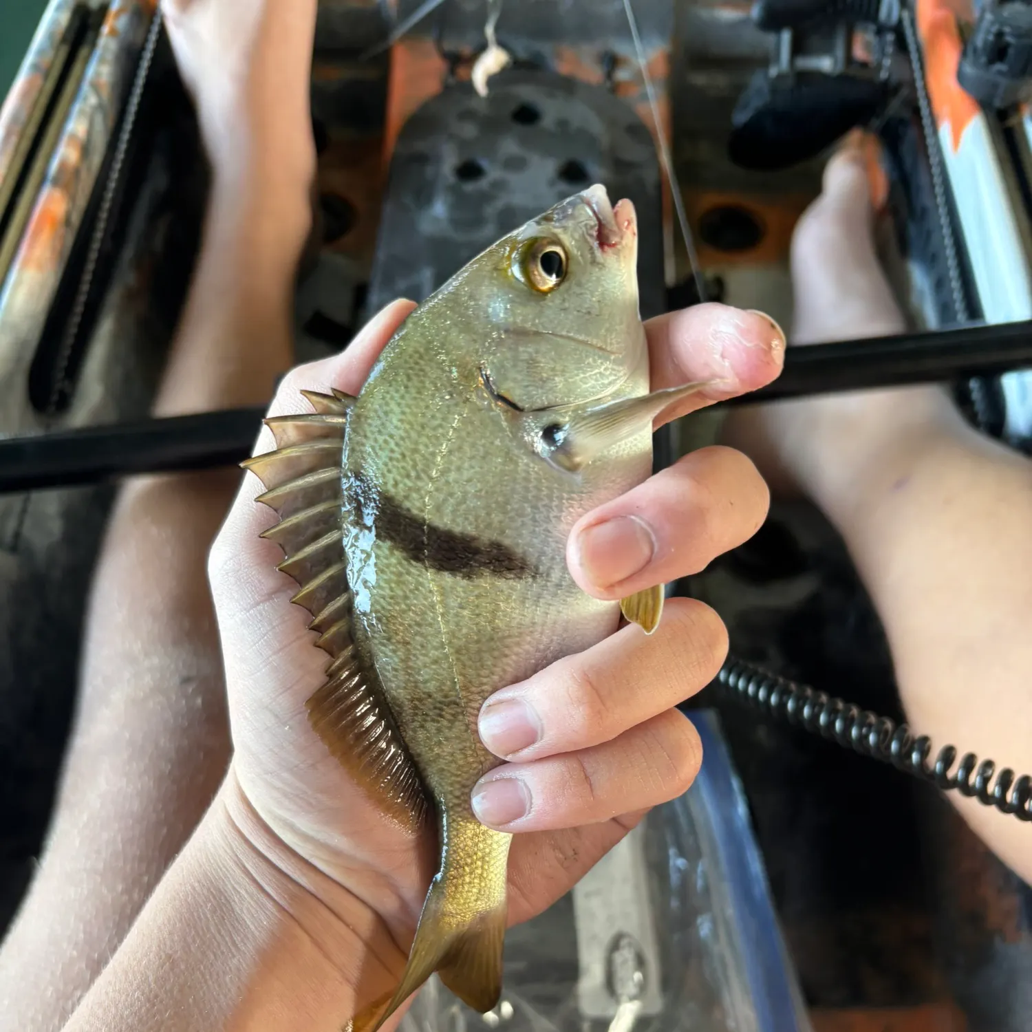 The most recent Sargo catches on Fishbrain