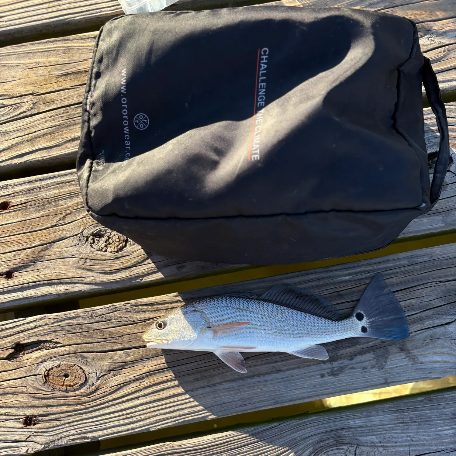 Red drum caught on Fishbrain