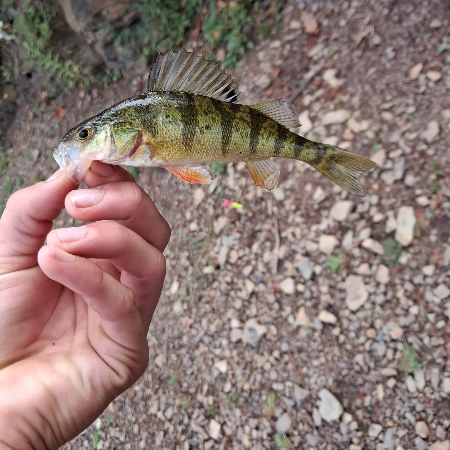 Yellow perch caught on Fishbrain