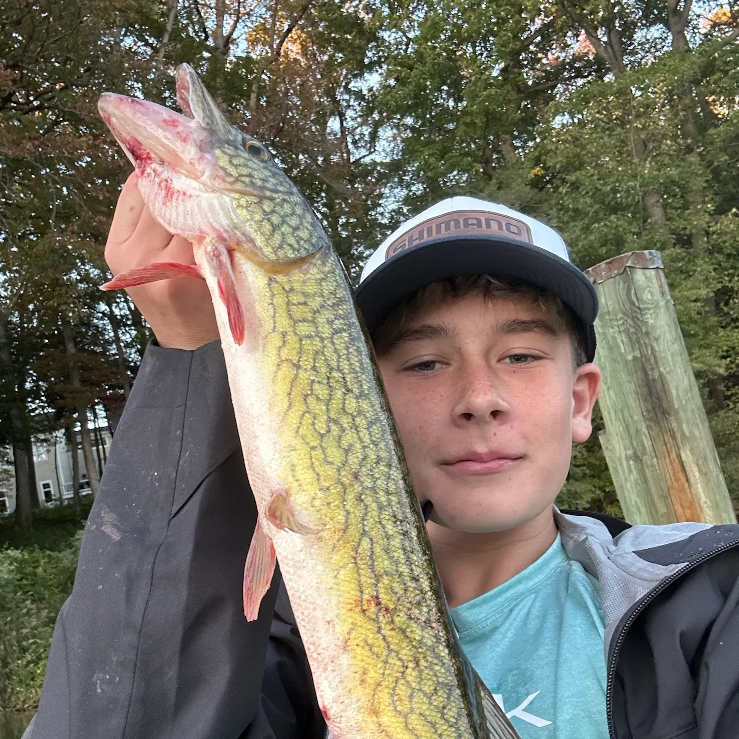 Chain pickerel caught on Fishbrain