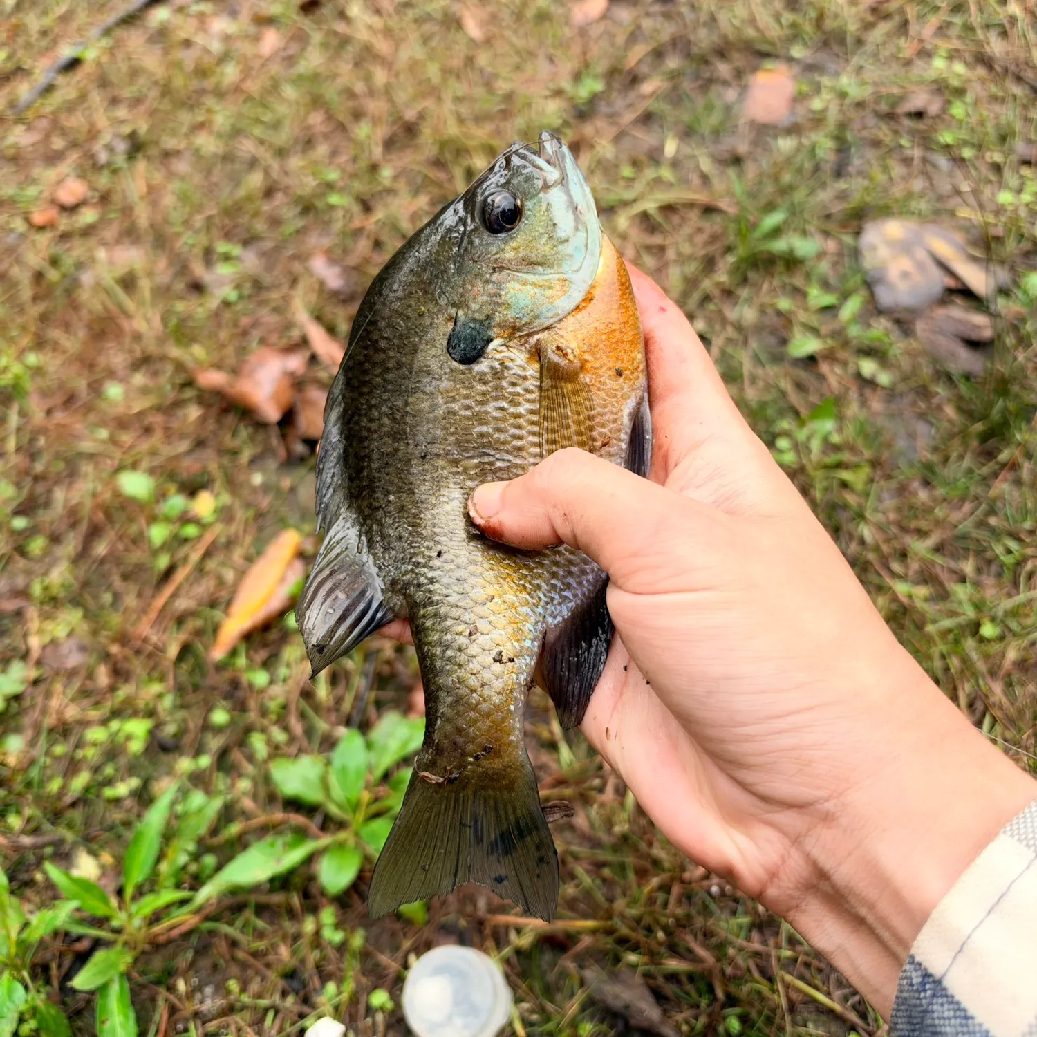Bluegill caught on Fishbrain