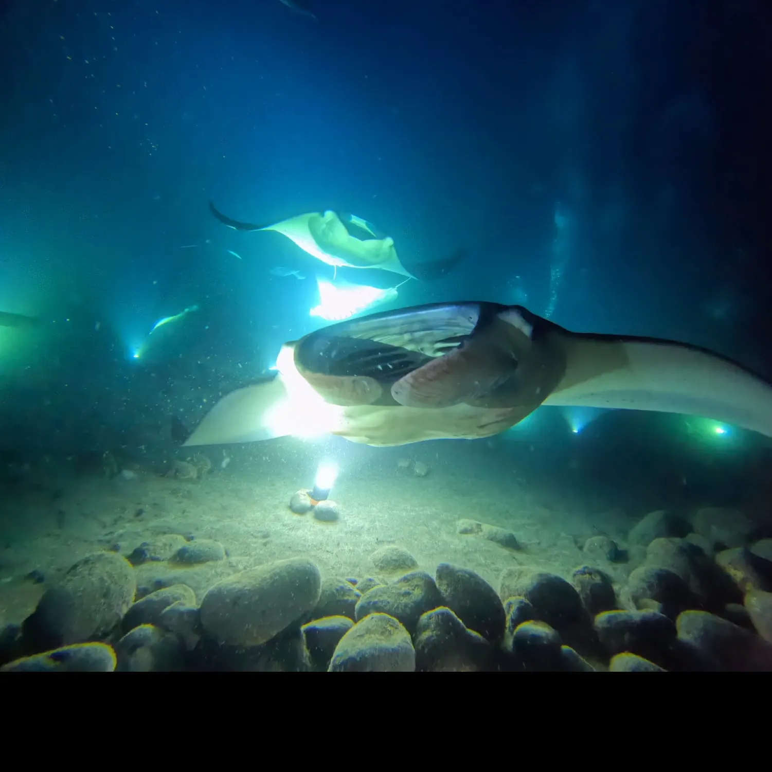 The most recent Reef manta ray catches on Fishbrain