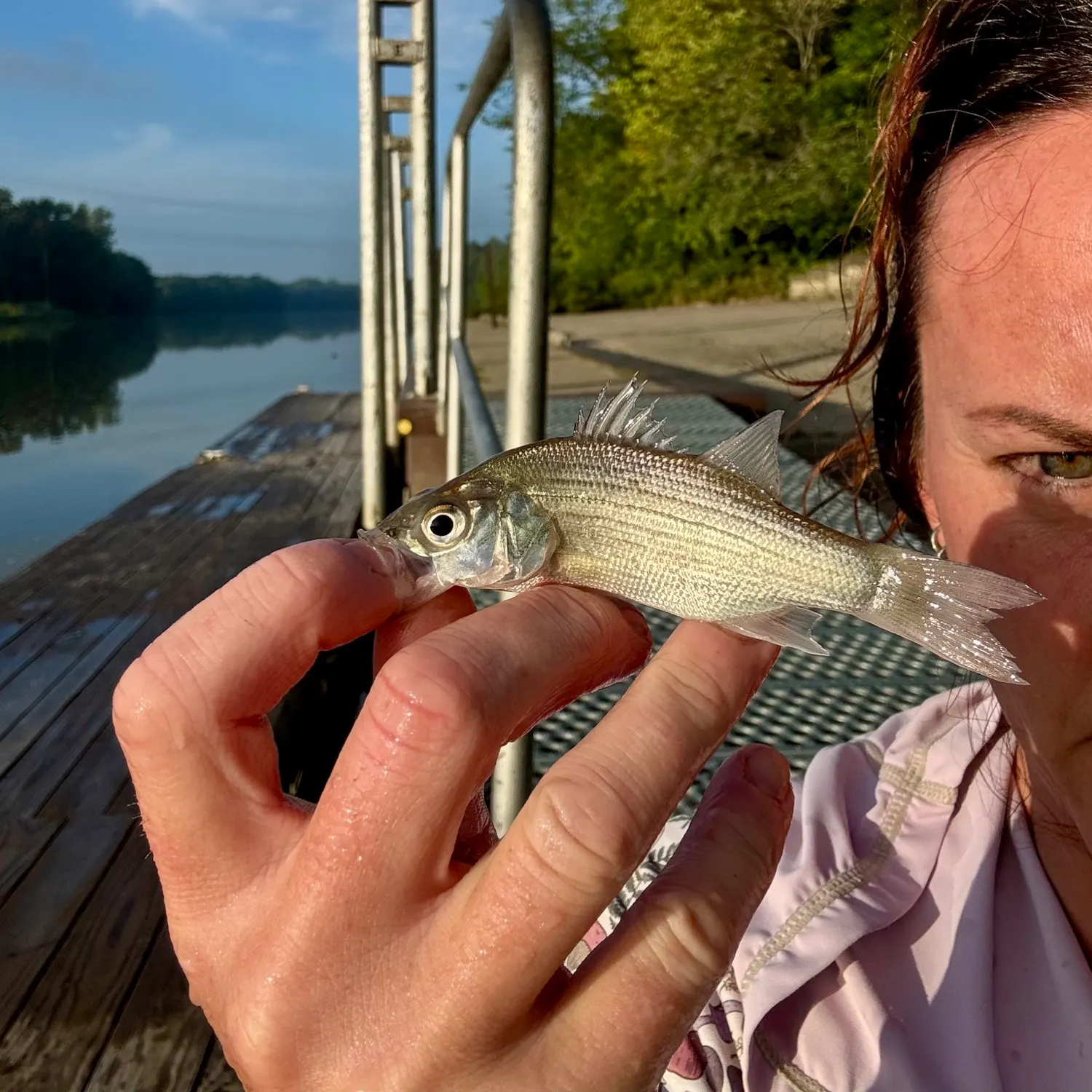 White bass caught on Fishbrain