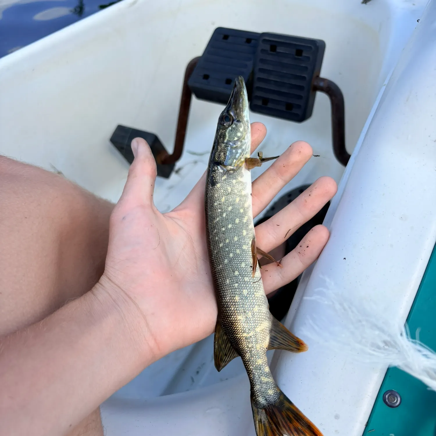 Northern pike caught on Fishbrain