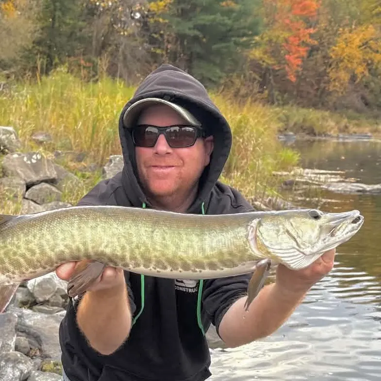 Muskie caught on Fishbrain