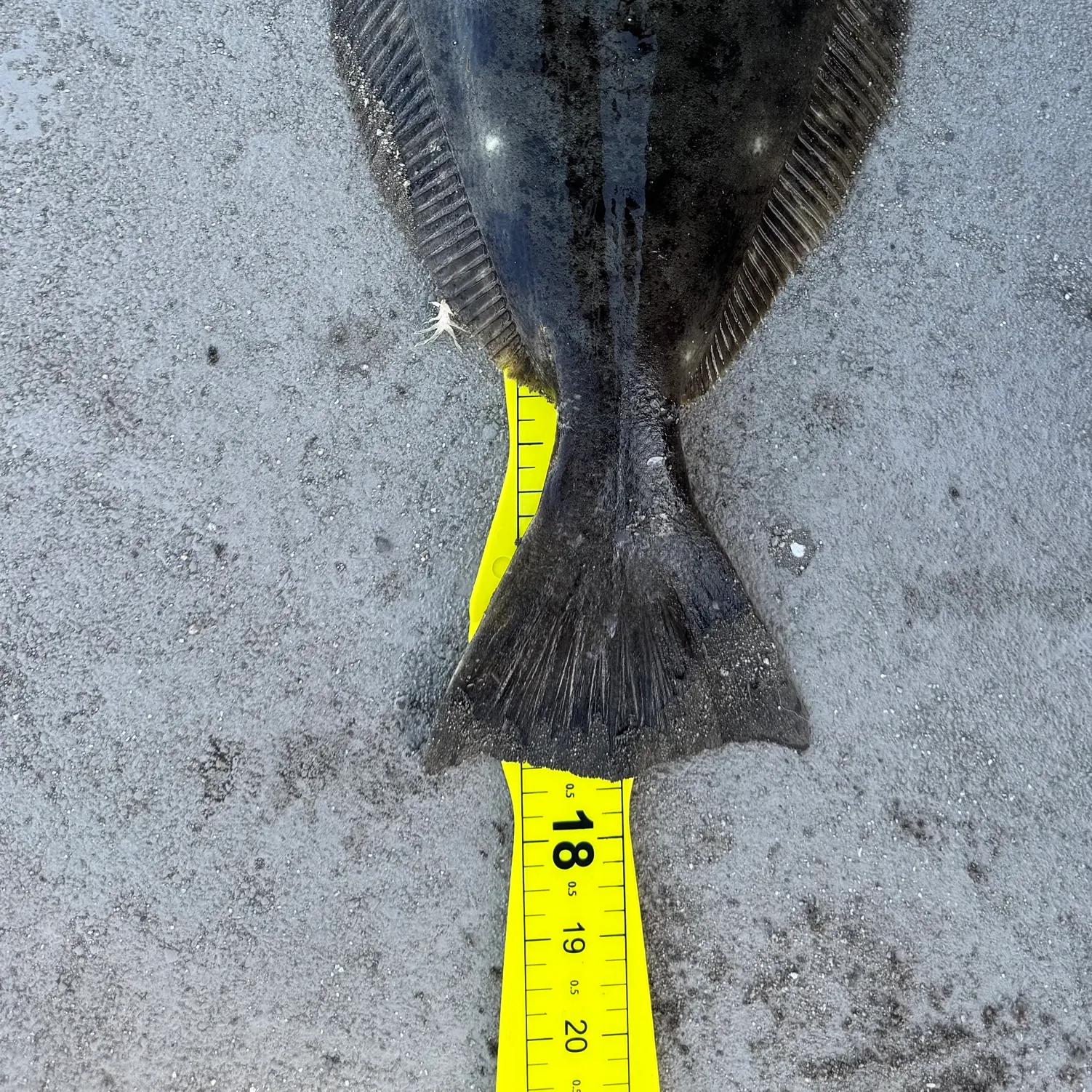 The most recent California halibut catches on Fishbrain