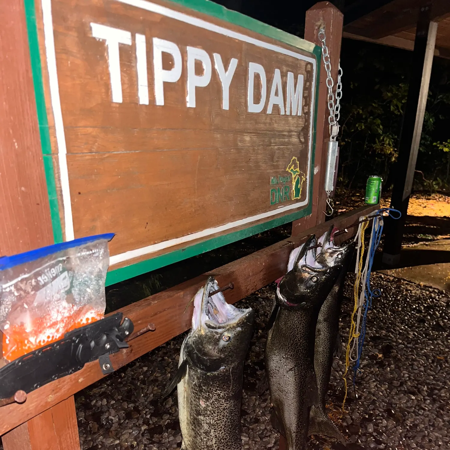 The most recent Chinook salmon catches on Fishbrain