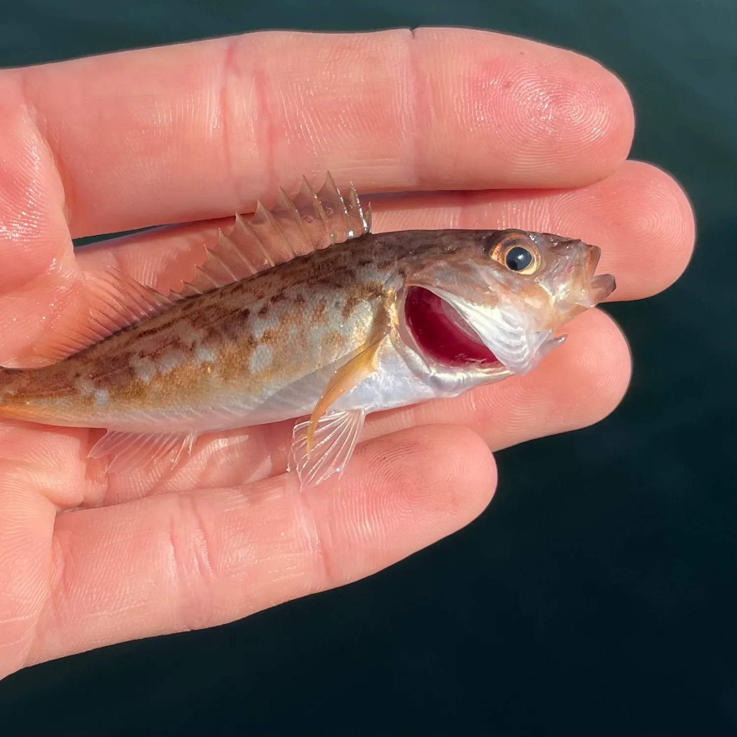 The most recent Chilipepper catches on Fishbrain