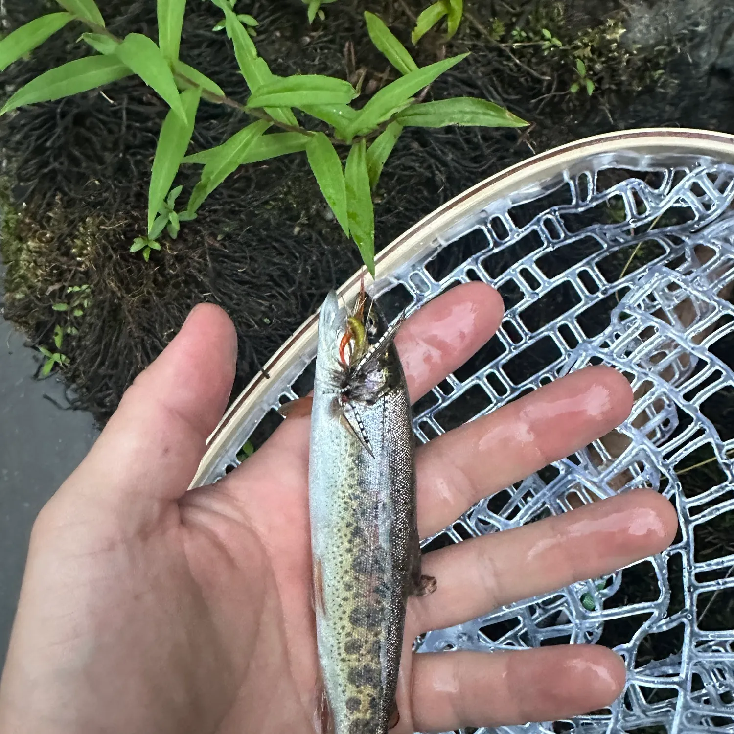 Rainbow trout caught on Fishbrain