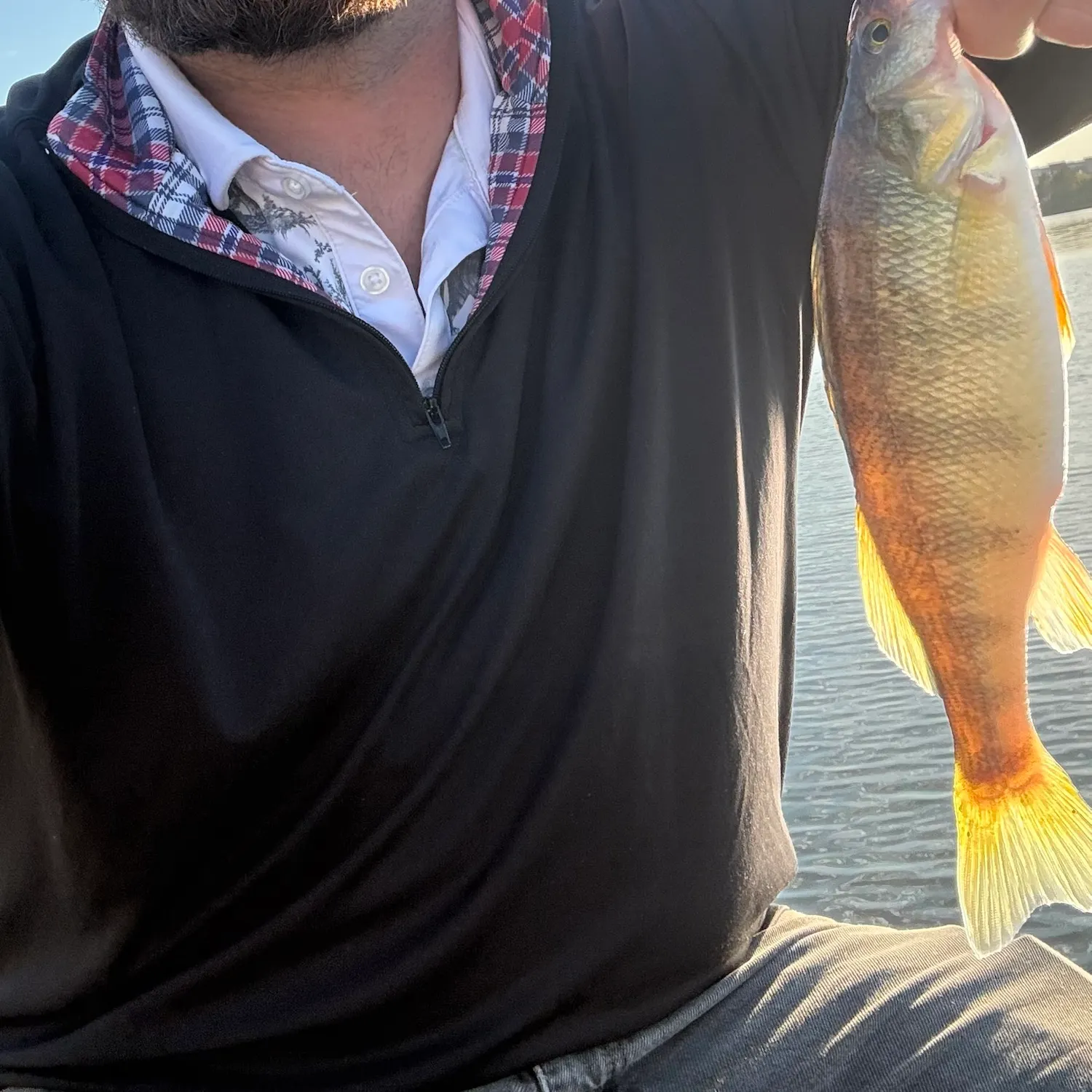 Yellow perch caught on Fishbrain