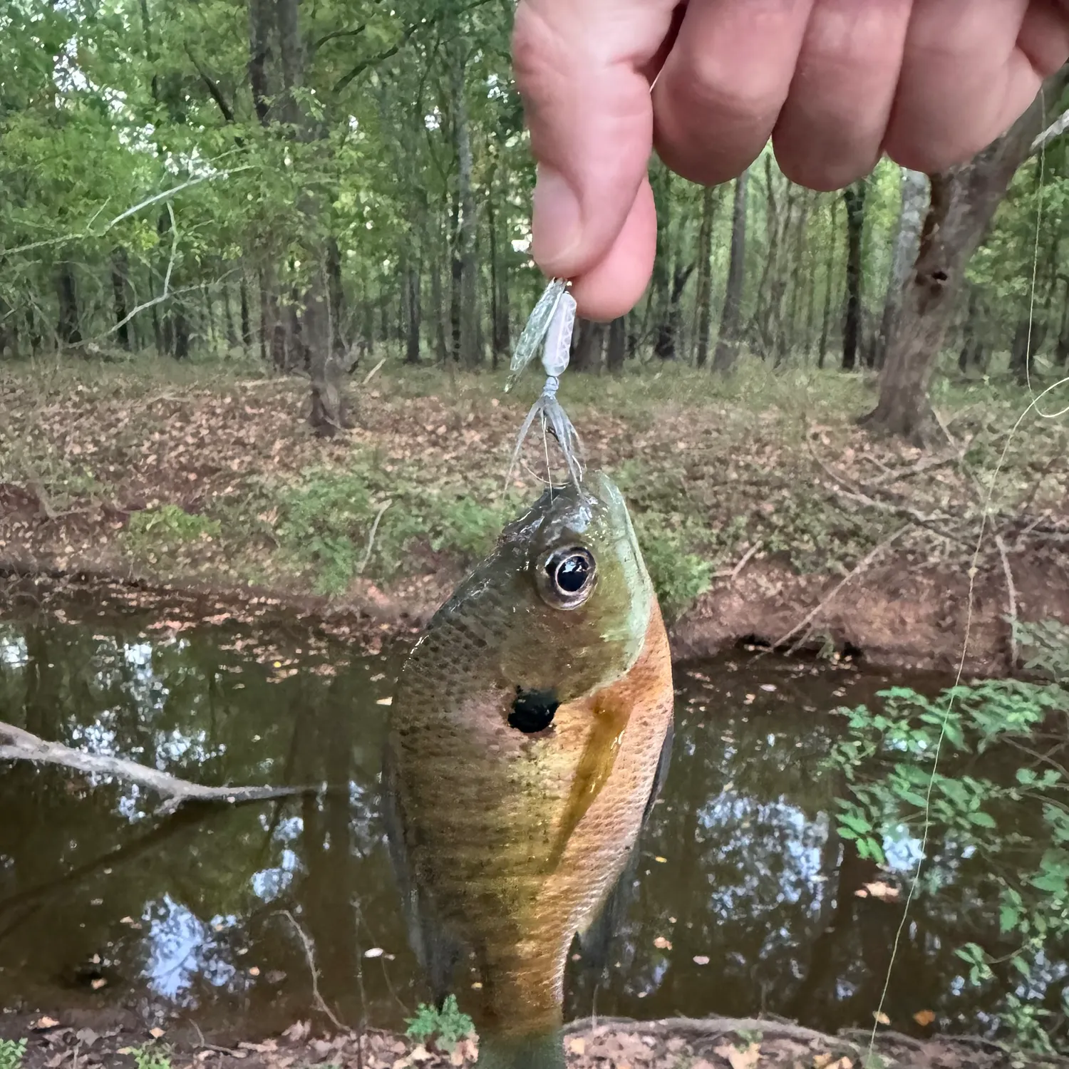 Bluegill caught on Fishbrain