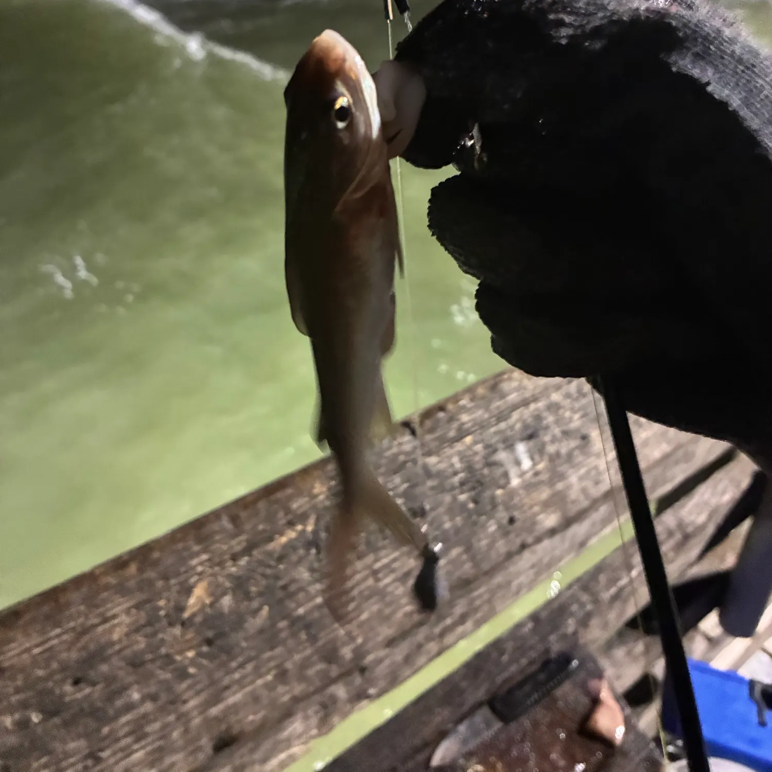 Hardhead sea catfish caught on Fishbrain