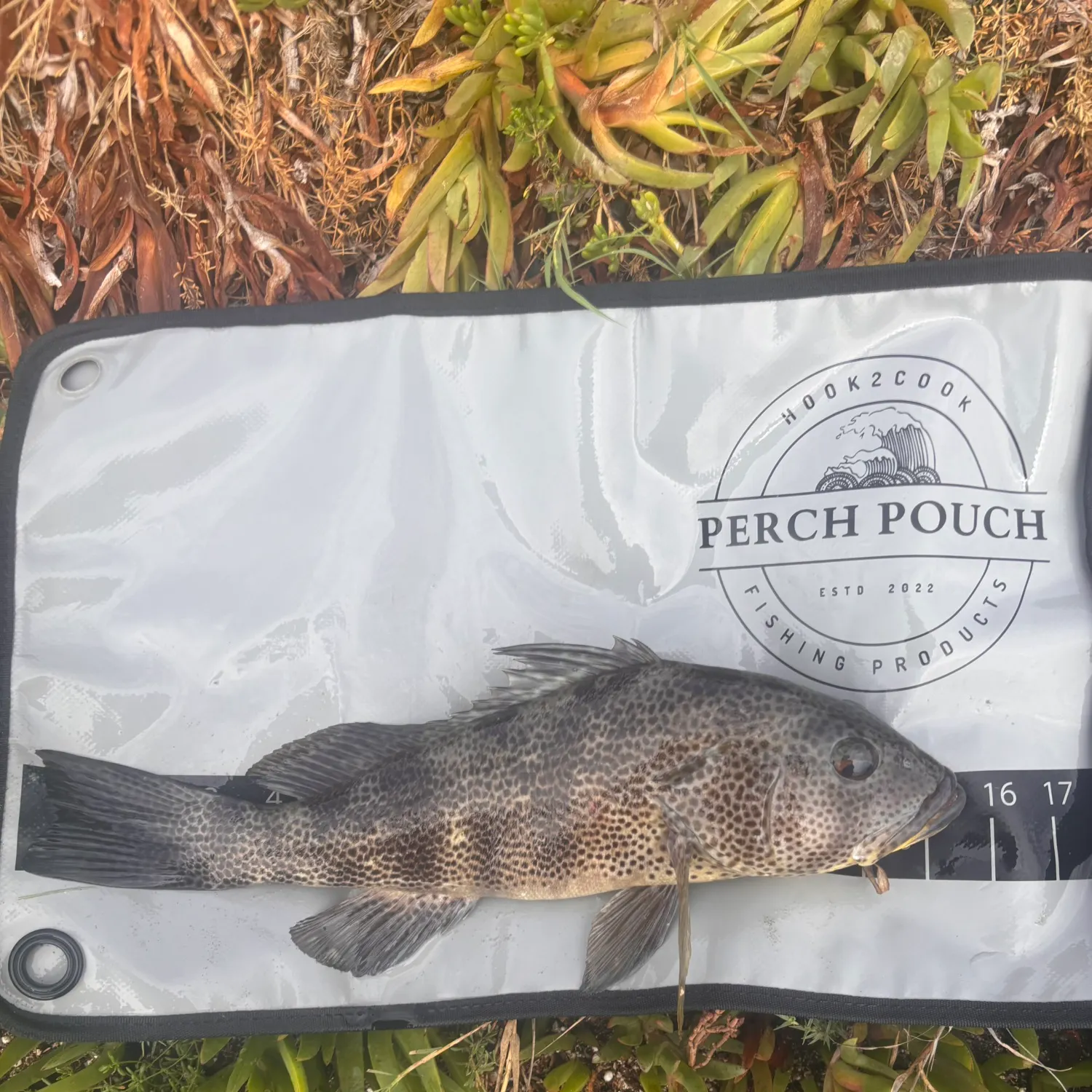 Spotted sand bass caught on Fishbrain