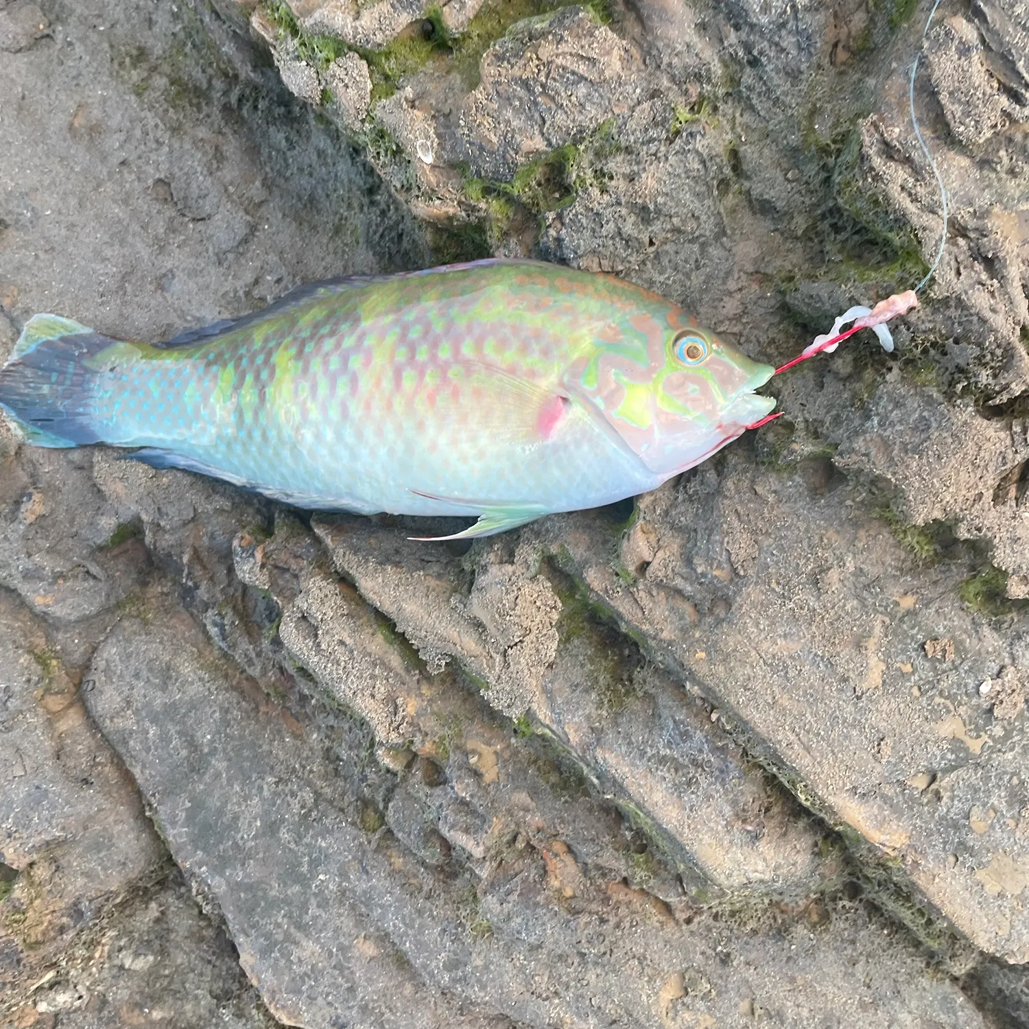 The most recent Corkwing wrasse catches on Fishbrain