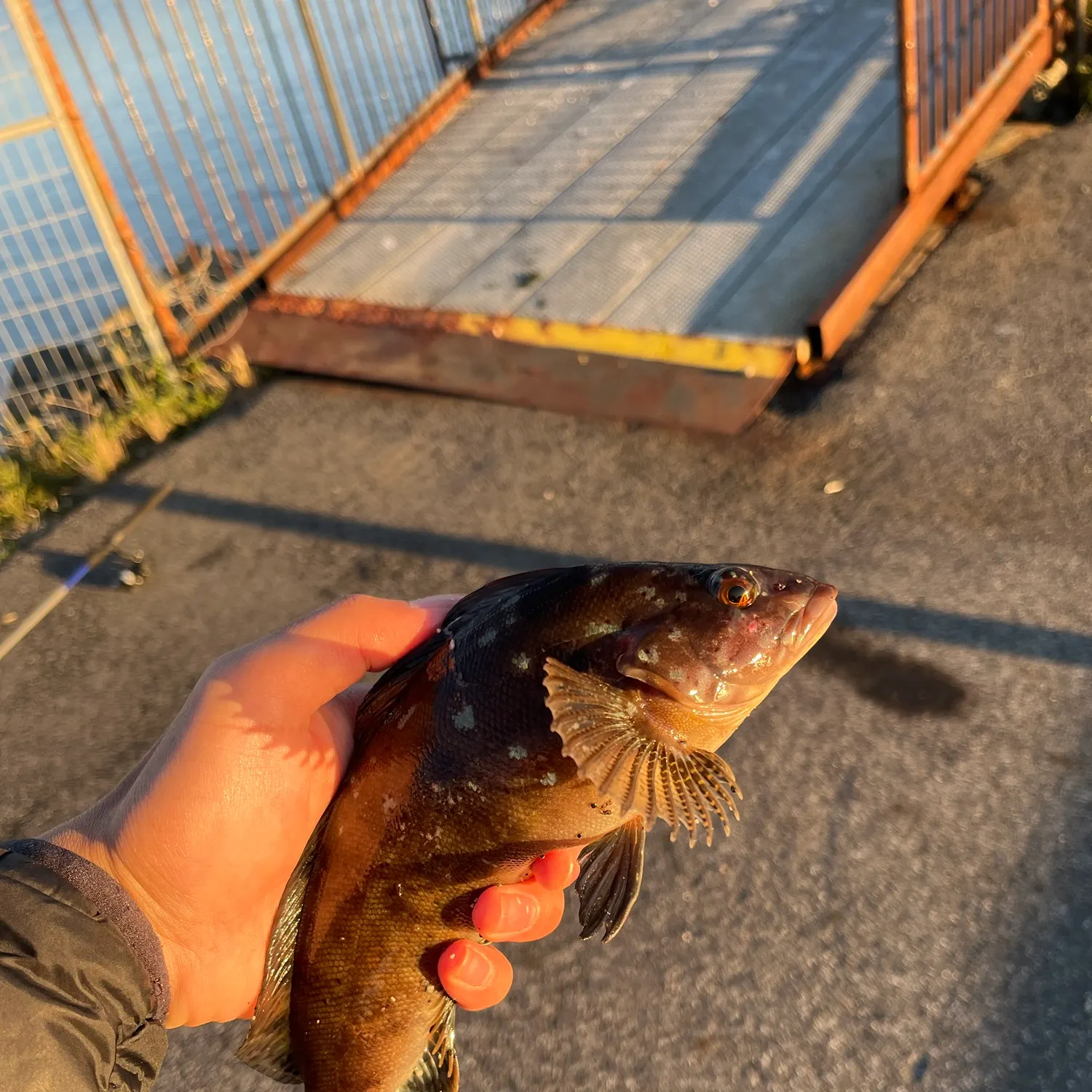 Kelp greenling caught on Fishbrain