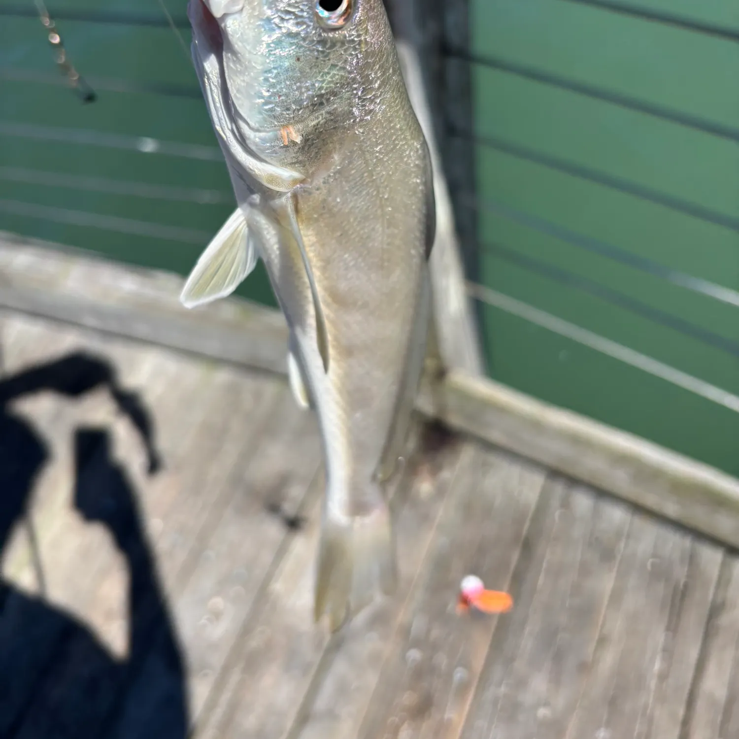 The most recent Gulf kingcroaker catches on Fishbrain