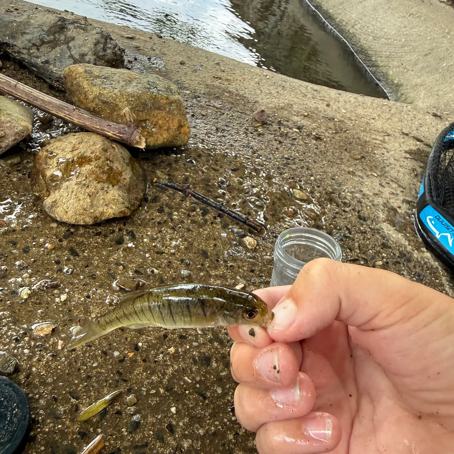 The most recent Banded killifish catches on Fishbrain