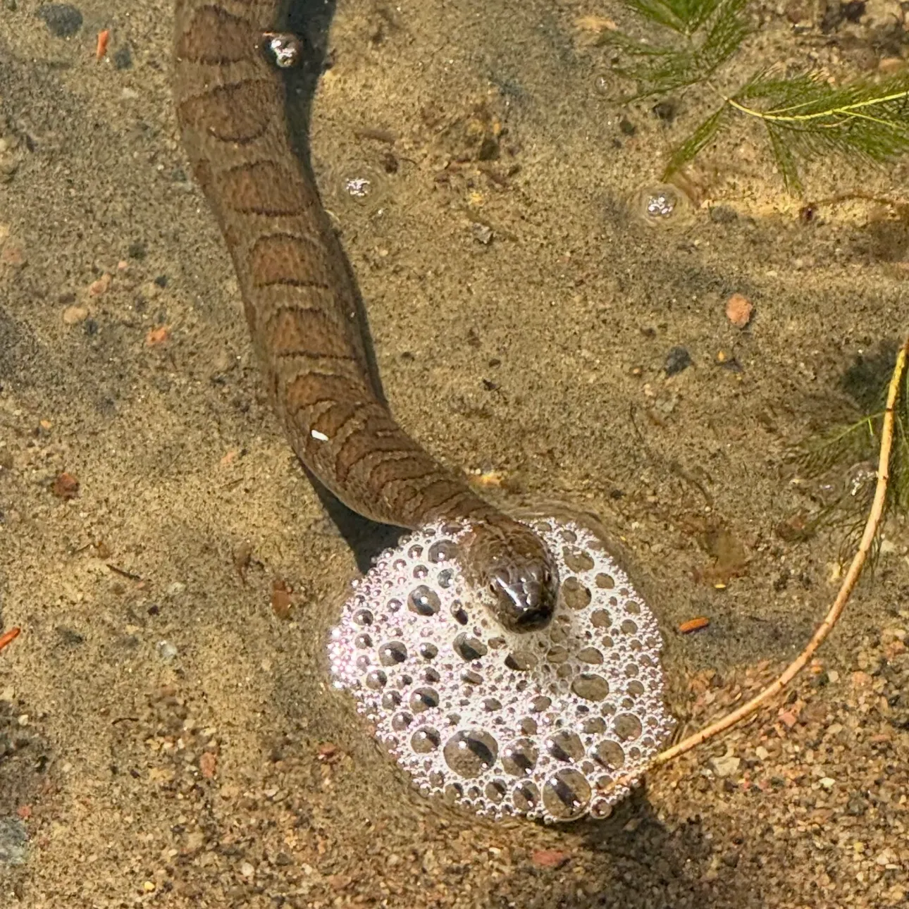 The most recent Dubois sea snake catches on Fishbrain