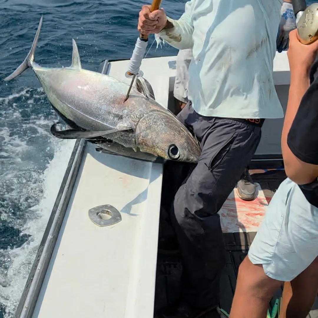 The most recent Albacore catches on Fishbrain