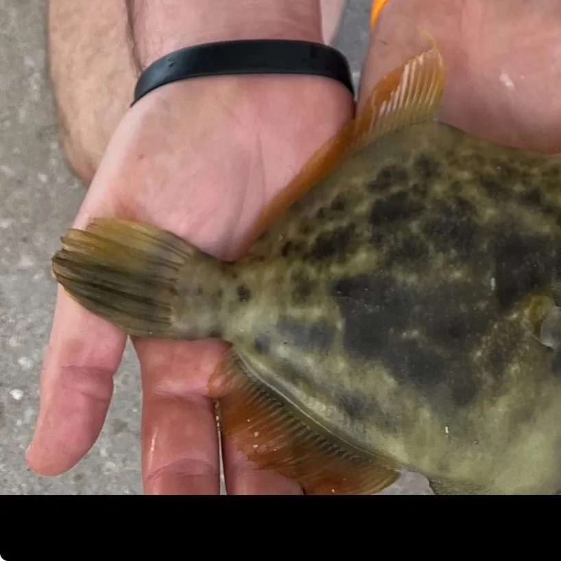 The most recent Planehead filefish catches on Fishbrain