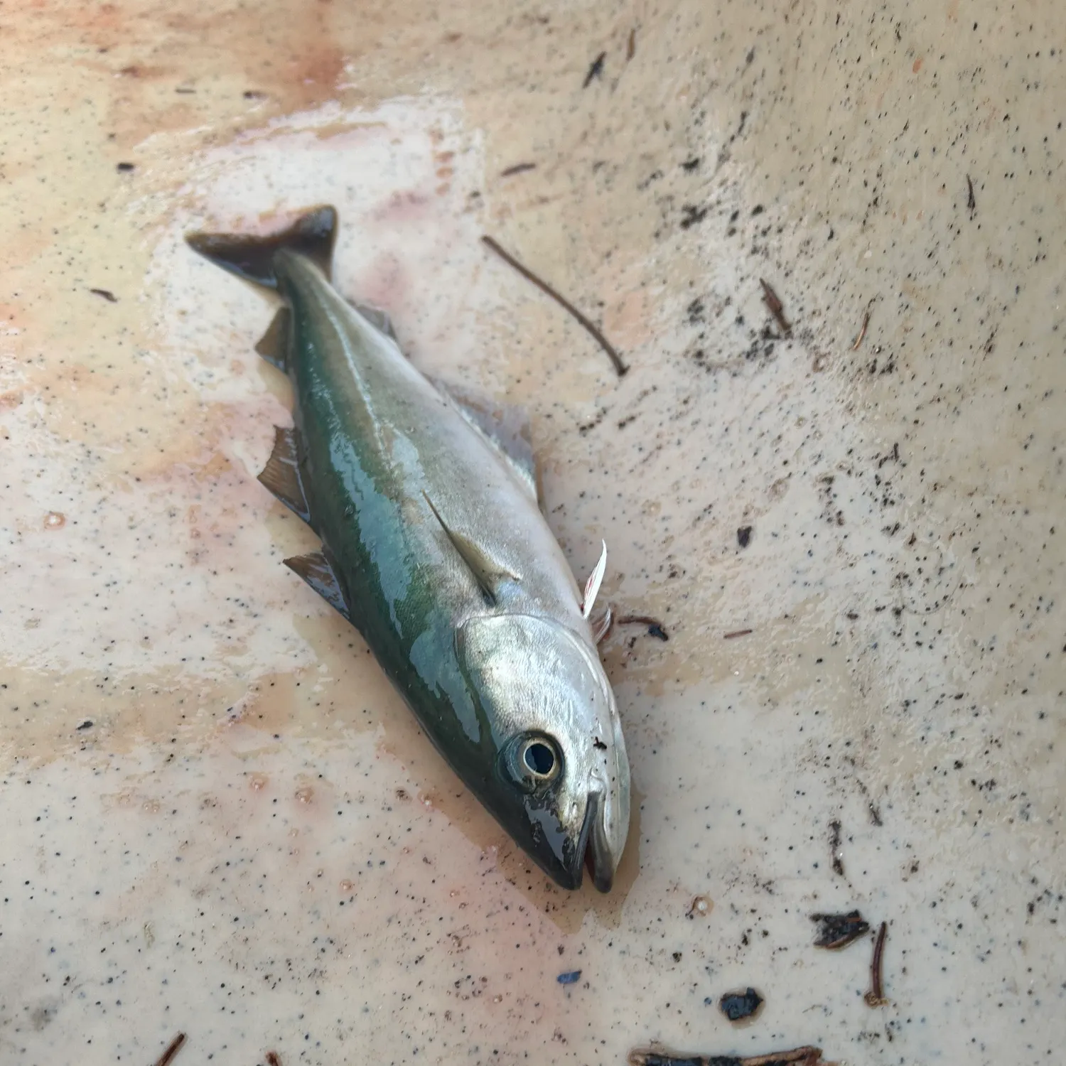 The most recent Atlantic pollock catches on Fishbrain