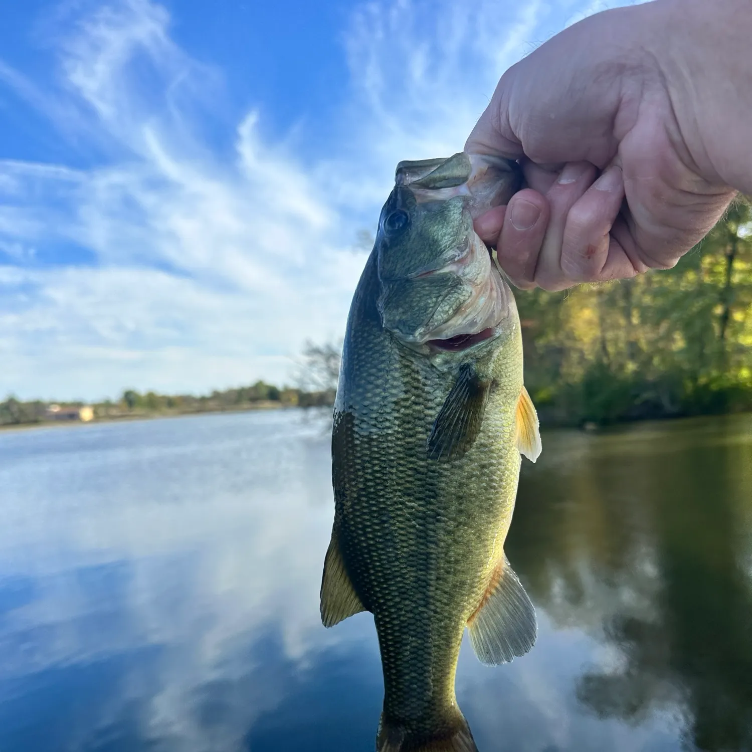 Largemouth bass caught on Fishbrain