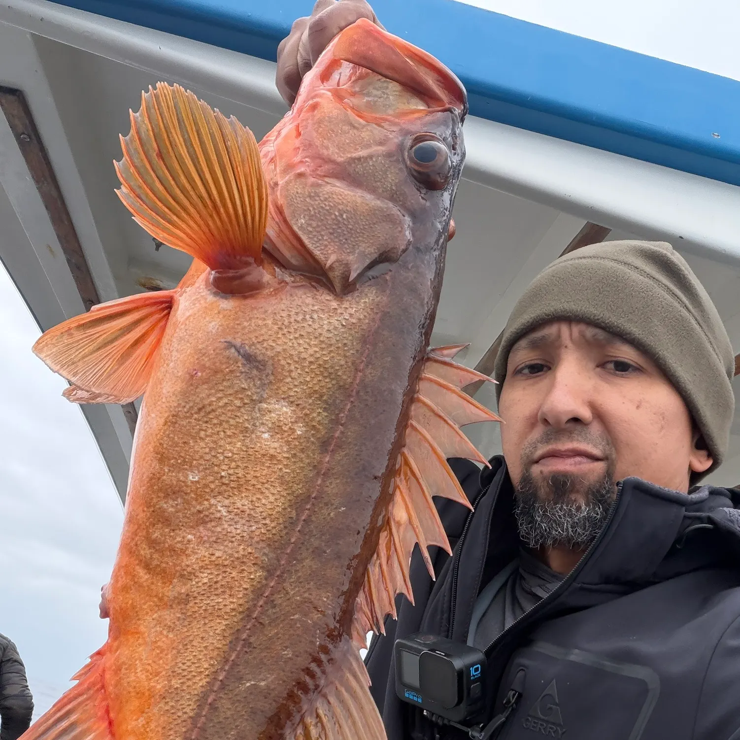 The most recent Bocaccio rockfish catches on Fishbrain