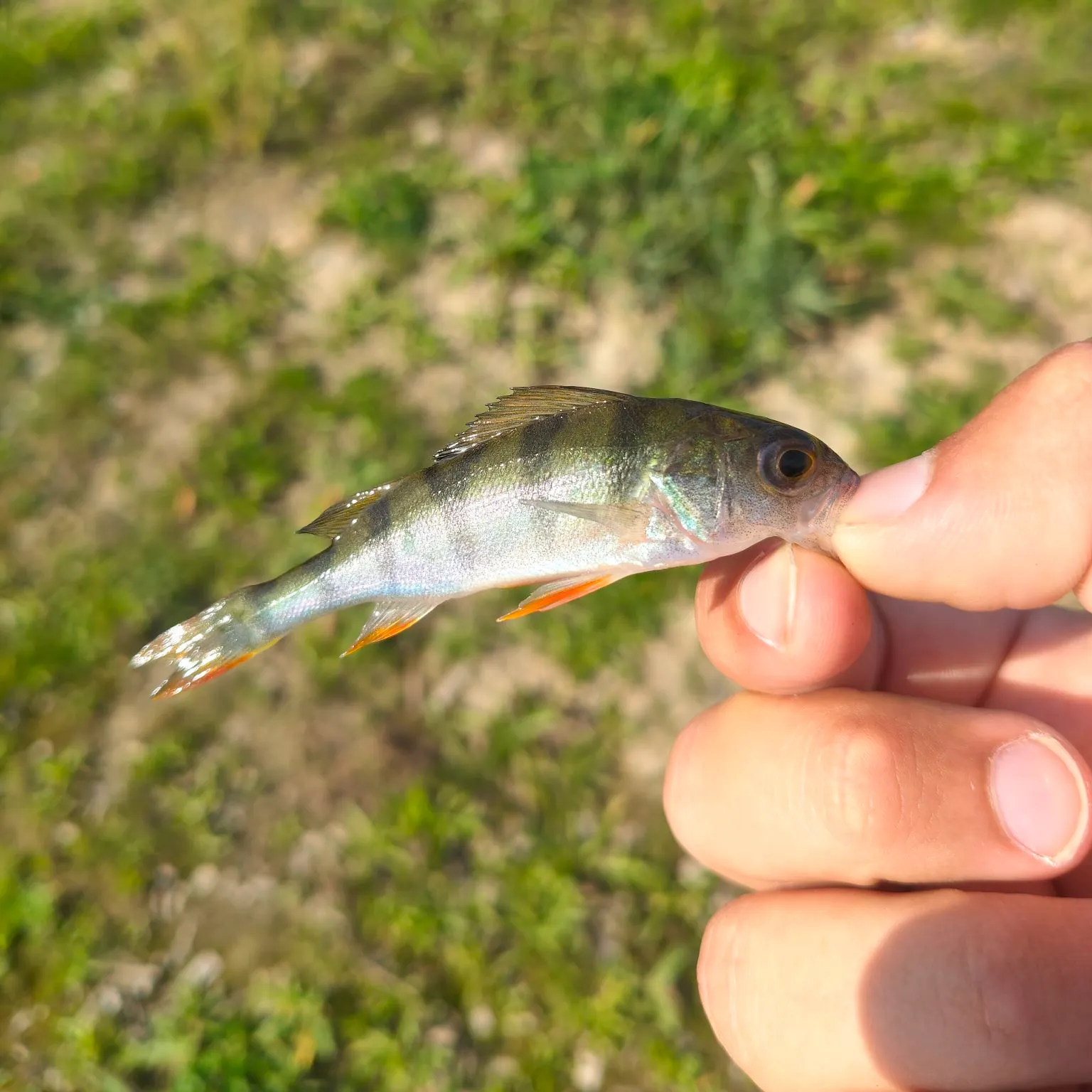 European perch caught on Fishbrain
