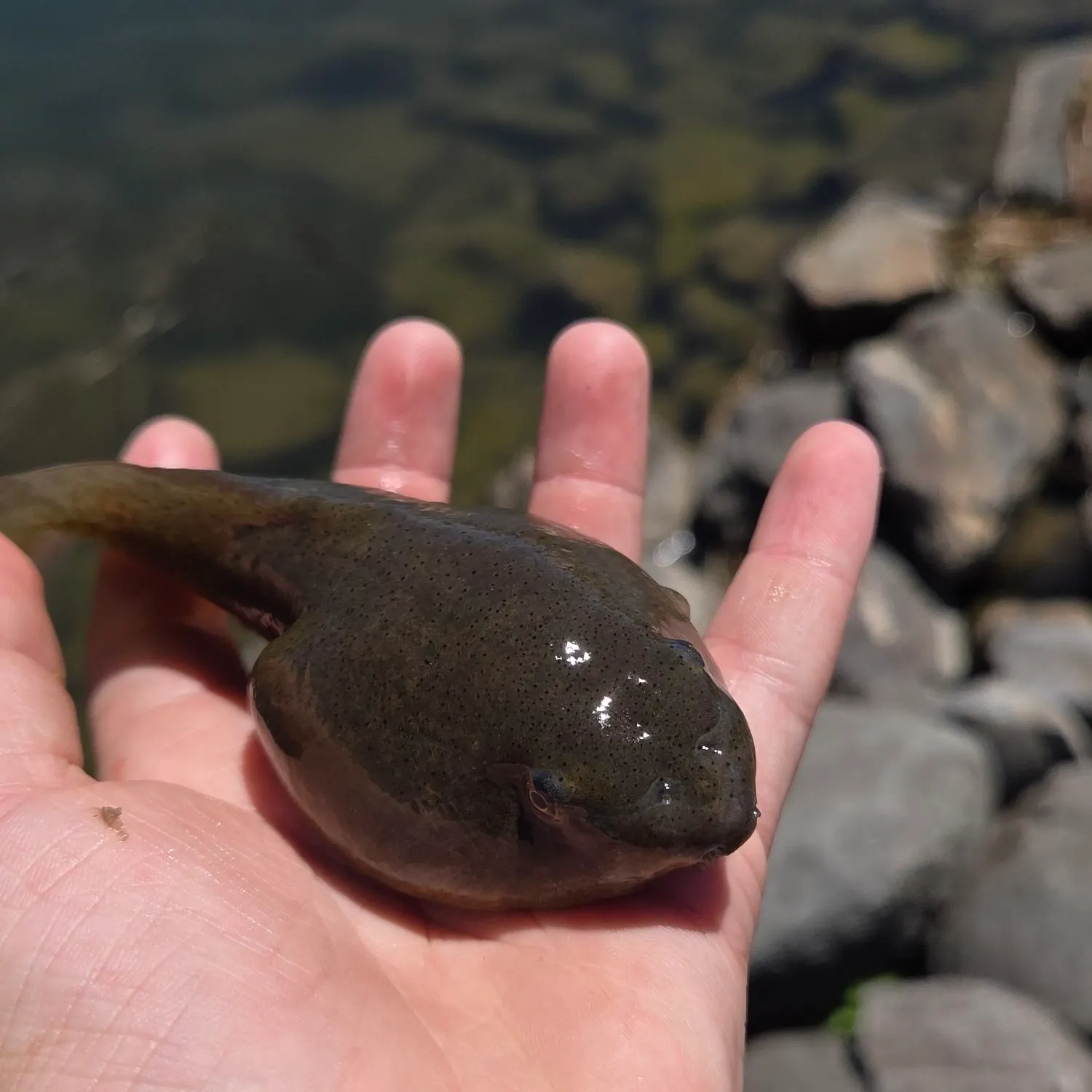 The most recent Tadpole whiptail catches on Fishbrain