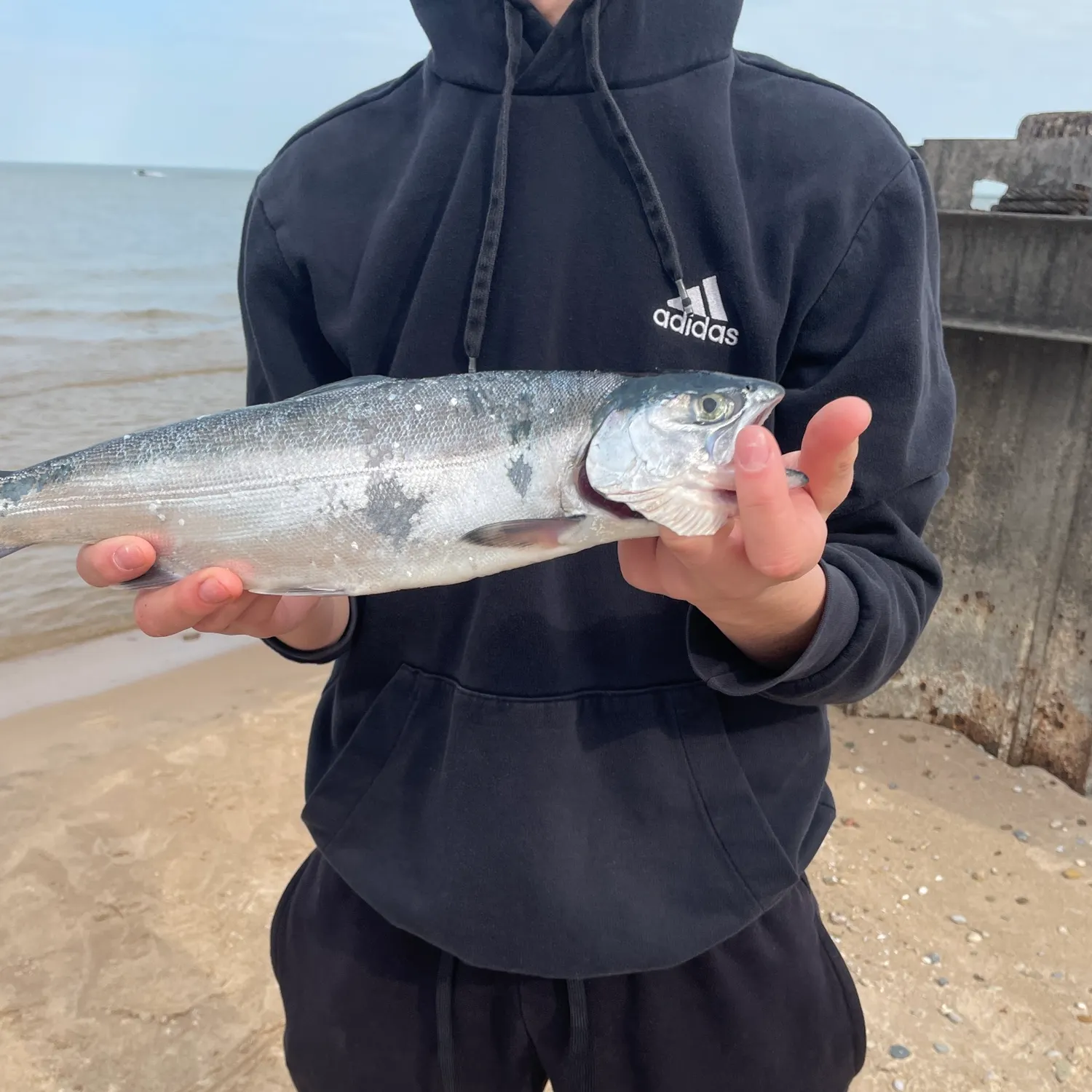 The most recent Coho salmon catches on Fishbrain