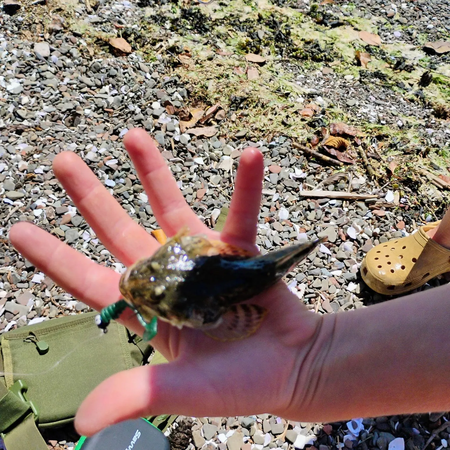 The most recent Pacific staghorn sculpin catches on Fishbrain