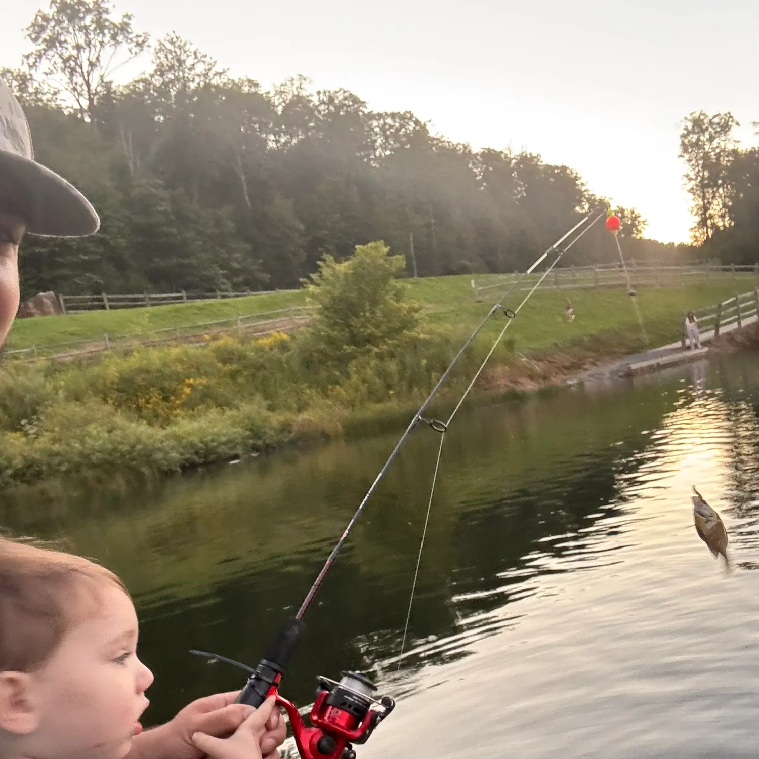 Bluegill caught on Fishbrain